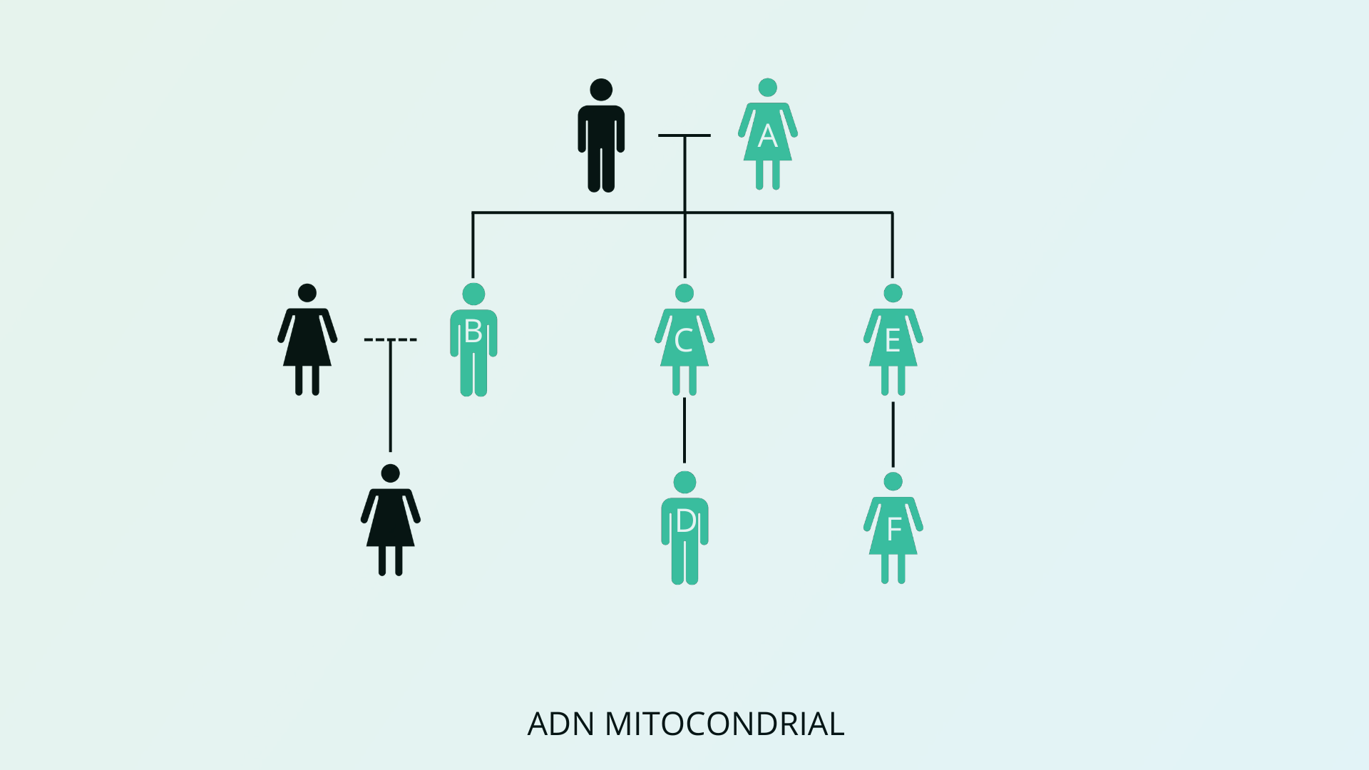 Prueba de ADN Mitocondrial